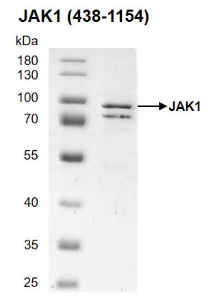 Recombinant JAK1 438 1154 Protein United Bio Research