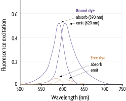 conjugated dyes