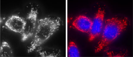 Staining Cells