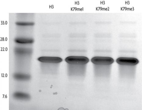 15+sds+page+gel