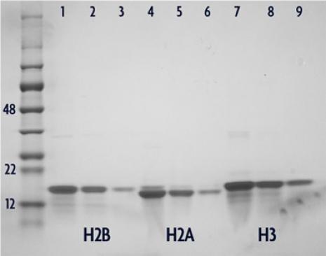 Histone H2A