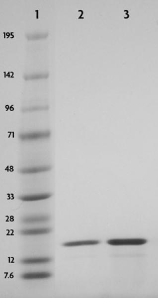 15+sds+page+gel