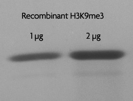 Recombinant Histone H3 trimethyl Lys9 analyzed by SDS-PAGE gel. SDS-PAGE analysis of 1 ug Recombinant Histone H3 trimethyl Lys9 (lane 1) and 2 ug Recombinant Histone H3 trimethyl Lys9 (lane 2).