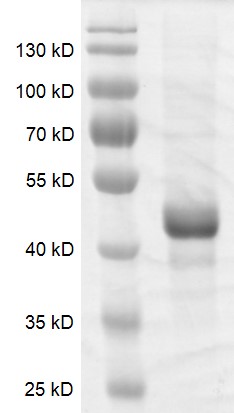 Recombinant DNMT3L protein gel. Recombinant DNMT3L protein was run on an 10% SDS-PAGE gel and stained with Coomassie blue. MW: 46.6 kDa Purity: >80%