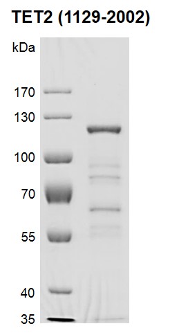 Recombinant TET2 (1129-2002) protein gel. Recombinant TET2 was run on a 10% SDS-PAGE gel and stained with Coomassie Blue. MW: 102.7 kDa Purity: >45%