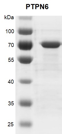 Recombinant PTPN6 protein tyrosine phosphatase for in vitro analysis of