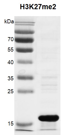 Recombinant Histone H3K27me2 (MLA) protein gel. 12% SDS-PAGE Coomassie staining. Purity: > 90%