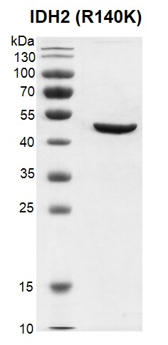 Recombinant IDH2 (R140K) protein, activity-tested