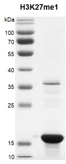 Recombinant Histone H3K27me1 (MLA) protein gel. 12% SDS-PAGE Coomassie staining. Purity: > 85%