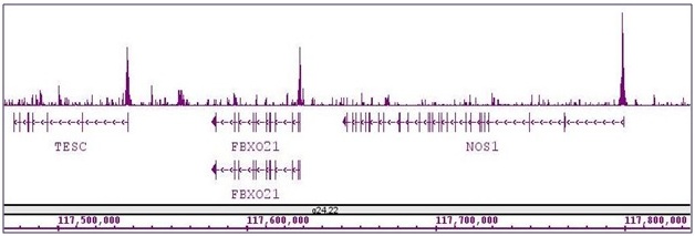 ASH2L antibody (pAb) tested by ChIP-Seq. ChIP was performed using the ChIP-IT High Sensitivity Kit (Cat. No. 53040) with 30 ug of chromatin from undifferentiated hESC cells and 10 ul of antibody. ChIP DNA was sequenced on the Illumina HiSeq and 20 million sequence tags were mapped to identify ASH2L binding sites. The image shows binding across a region of chromosome 12. You can view the complete data set in the UCSC Genome Browser, starting at this specific location, here.