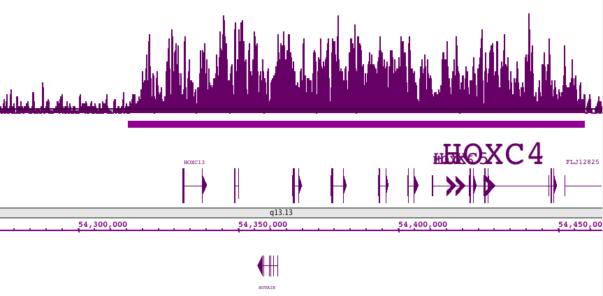 Histone H3K27me3 pAb tested by ChIP-Seq. ChIP was performed using chromatin from the human iPS 19.11 cell line. ChIP DNA was sequenced on the Illumina GA II and sequence tags were mapped to identify H3K27me3 binding. The image shows H3K27me3 binding across a 140,000 bp region of the HOX gene cluster on chromosome 12.