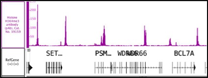 Histone H3K4me3 antibody (pAb) tested by ChIP-Seq. ChIP was performed using the ChIP-IT High Sensitivity Kit (Cat. No. 53040) with 30 ug chromatin from human acute myelocytic leukemia cells and 3 ul of antibody. ChIP DNA was sequenced on the Illumina NextSeq and 12.1 million sequence tags were mapped to identify H3K4me3 binding sites on chromosome 12.