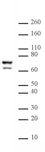 Lamin A/C (4C11) Mouse mAb