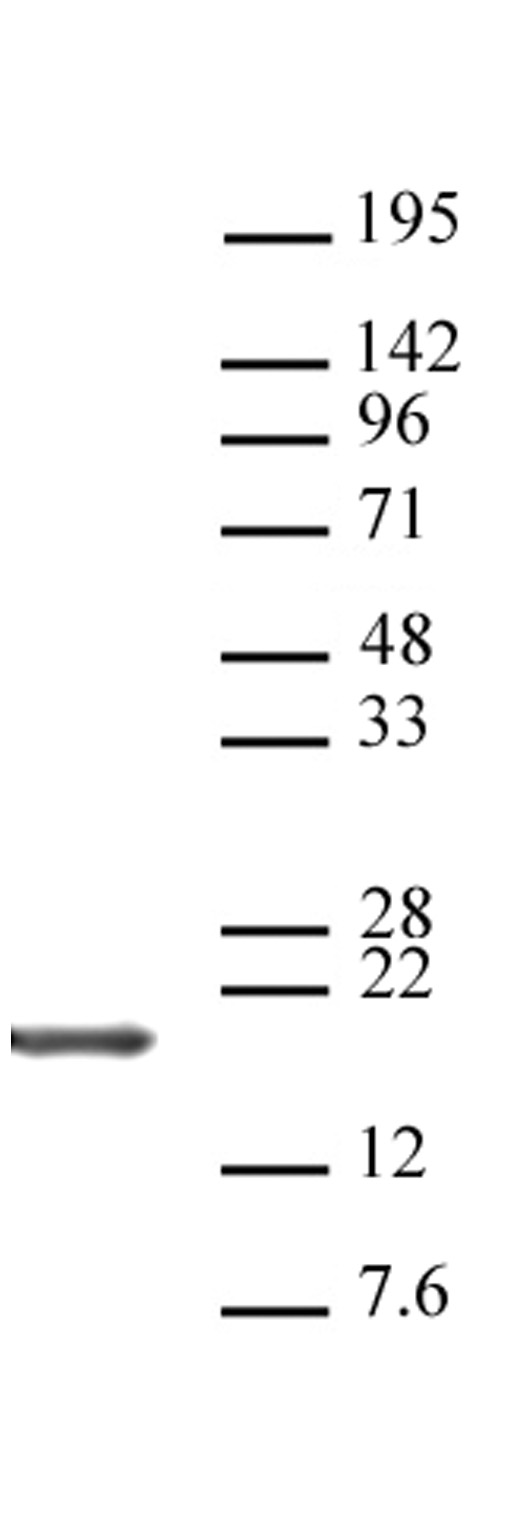 Histone H3 C terminal antibody pAb