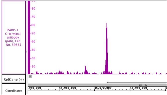 PARP 1 C terminal antibody pAb