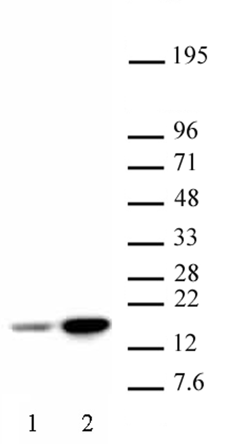 Histone H3K18ac antibody (pAb) - United Bio Research