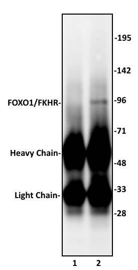 Foxo1 Fkhr Antibody Pab