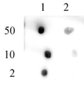 Pht1 / Histone H2A.Zac (pan-acetyl) antibody (pAb) (H2AZ)