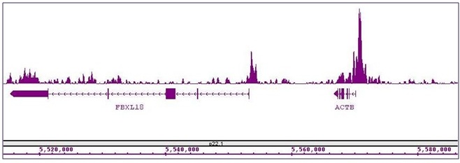 Histone H3K27ac antibody (mAb) tested by ChIP-Seq. ChIP was performed using the ChIP-IT High Sensitivity Kit (Cat. No. 53040) with 15 ug of chromatin from a human medulloblastoma cell line and 4 ug of antibody. ChIP DNA was sequenced on the Illumina HiSeq and 17 million sequence tags were mapped to identify Histone H3K27ac binding sites. The image shows binding across a region of chromosome 7. You can view the complete data set in the UCSC Genome Browser, starting at this specific location, here.