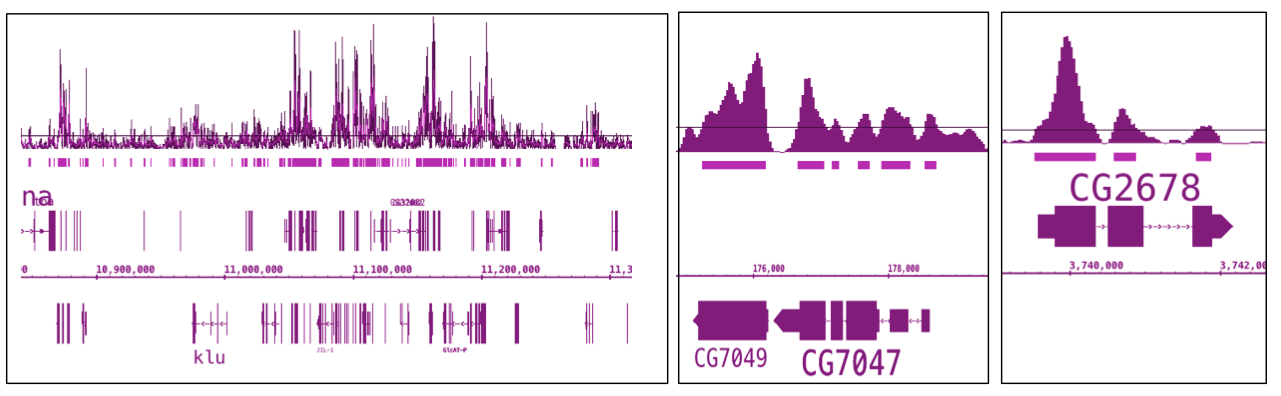 Histone H2av Antibody Pab