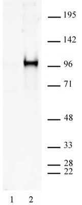 Sp1 phospho Ser101 antibody (pAb)