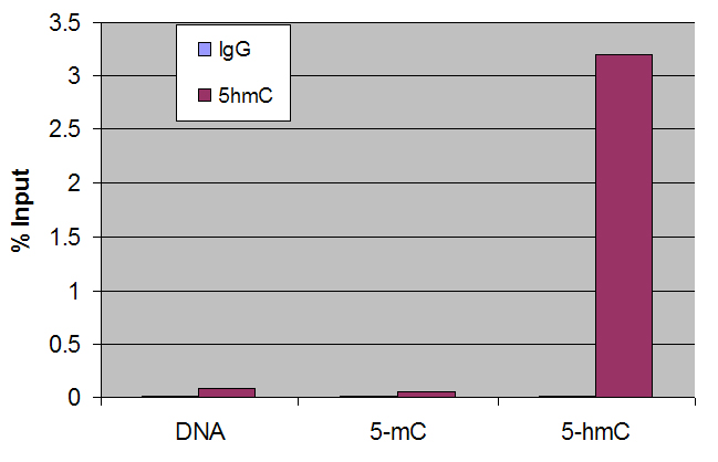 5-Hydroxymethylcytosine (5-hmC) antibody tested by Methyl DNA immunoprecipitation. DNA (25 pg) derived from the promoter of the APC gene was spiked into 500 ng of human genomic DNA and subjected to the MeDIP procedure using 1 μl of 5-Hydroxymethylcytosine antibody (5hmC, maroon bars) or 1 μl of control rabbit IgG (IgG, blue bars). Real time quantitative PCR was performed on the immunoprecipitated DNA and results plotted as % of input DNA. The spiked APC DNA contained either no methylation (DNA), 5-methylcytosine methylation (5-mC) or 5-hydroxymethylcytosine methylation (5-hmC).