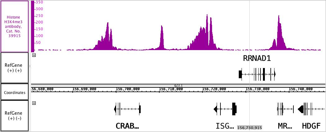 Histone H3K4me3 antibody tested by ChIP-Seq Chromatin immunoprecipitation (ChIP) was performed using the ChIP-IT High Sensitivity Kit (Cat. No. 53040) with Acute Myelocytic Leukemia (AML) cell line chromatin and 4 ug of Histone H3K4me3 antibody. ChIP DNA was sequenced on the Illumina NextSeq and 14.5 million sequence tags were mapped to identify Histone H3K4me3 binding sites on chromosome 12.