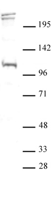 BLIMP1 / PRDM1 antibody (pAb)