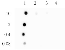 3-Methylcytosine (3-mC) antibody (pAb)