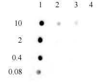 3-Methylcytosine (3-mC) antibody (pAb), sample