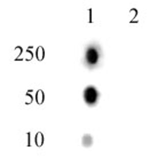 Histone H2A phospho Thr120 antibody - WB, IF