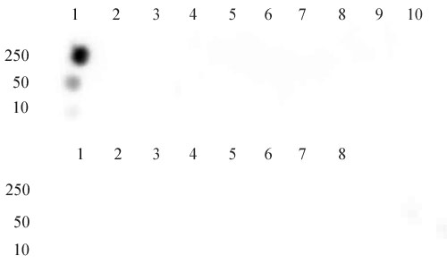 Histone H3K9ac antibody (1B10): ChIP-Seq, WB, IF/ICC