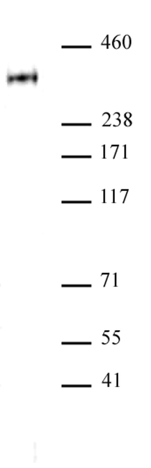 RNA Pol II CTD phospho Thr4 antibody (pAb)