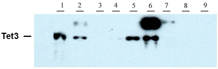 Tet3 antibody (pAb) tested by Western blot. The blot was probed with Tet3 antibody at a dilution of 1:5,000. Lane 1: 293T cells transfected with Tet3. Lane 2: Mouse lung. Lane 3: Mouse muscle. Lane 4: Mouse ovary. Lane 5: Mouse spleen. Lane 6: Mouse testes. Lane 7: Mouse thymus. Lane 8: 293T cells transfected with Tet1. Lane 9: 293T cells transfected with Tet2.