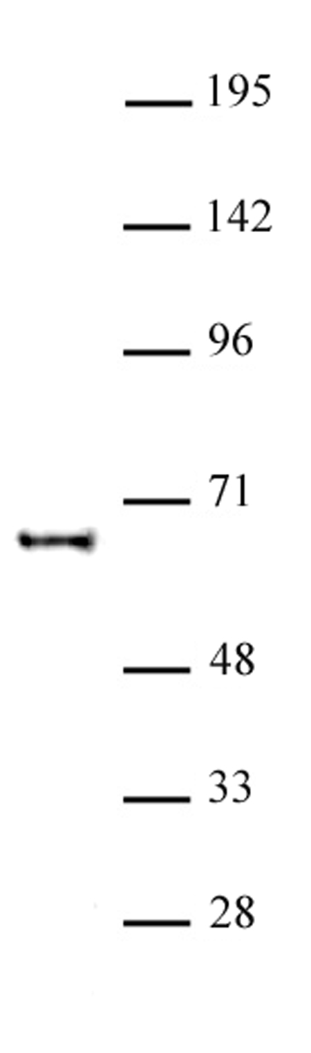 KAT5 antibody (pAb) - United Bio Research