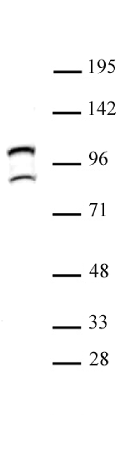 STAT6 antibody (pAb) - United Bio Research