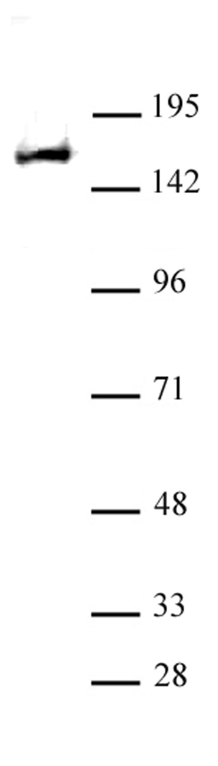 REST antibody (pAb) - United Bio Research