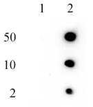 Histone H2aq104me1 Antibody (pab)