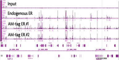 Spot-tag® antibody (28A5)