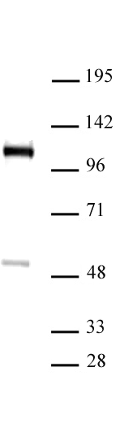 FOXM1 antibody (pAb)