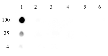 5-mCpA antibody (mAb)