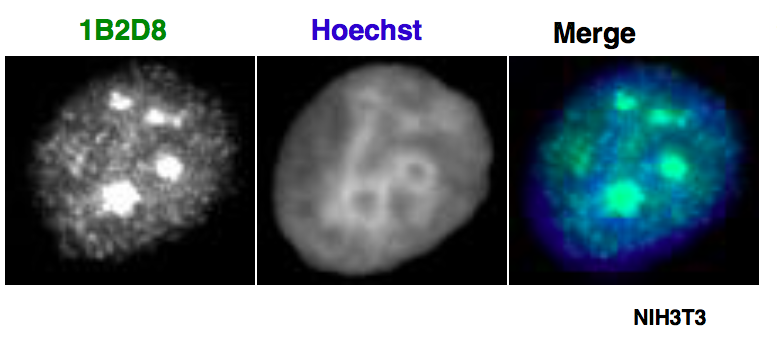 AATF / Che-1 antibody (mAb)