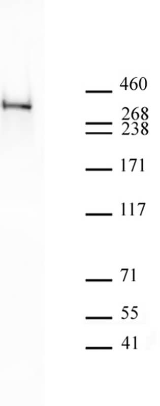 RNA pol II CTD Cit1810 antibody: IP, WB, DB