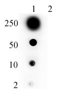 RNA pol II CTD Cit1810 antibody: IP, WB, DB