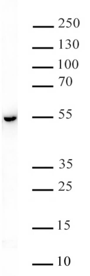 HDAC3 Phospho Ser424 for use in WB and DB.