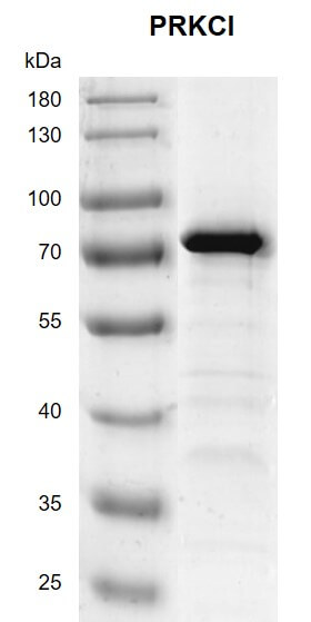 Recombinant PRKCl; protein 10% SDS-PAGE Coomassie staining MW: 69.5 kDa Purity: ≥ 90%