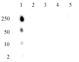 AbFlex® ATM phospho-Ser1981 antibody