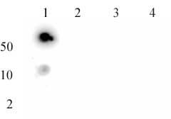 Histone H3K27me3 antibody (rAb), ChIP validated