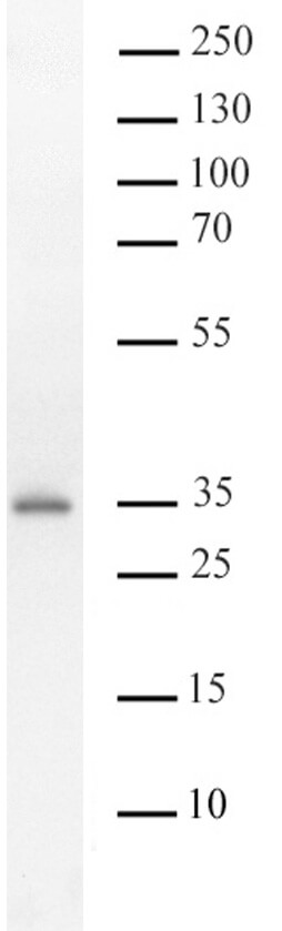 AbFlex® ALKBH2 antibody specifity tested