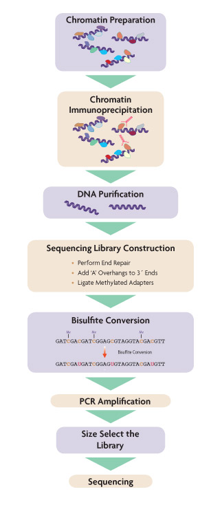 Active Motif » ChIP Bisulfite Sequencing (ChIP-Bis-Seq)